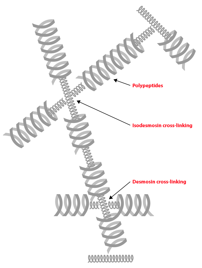 elastineshemat